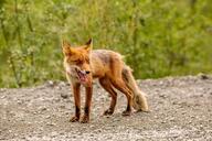 adult black_nose close_up cloudy color day eyes_open facing_side forest image mouth_open muzzle_mark orange_eyes panting partial_body photo portrait red_fox red_fur shedding single standing staring teeth tongue vulpes white_fur white_tail_tip wild // 1280x853 // 144KB