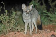 adult black_nose black_tail_tip color eyes_open facing_towards full_body gray_fur hoary_fox image lycalopex mouth_closed night orange_eyes outdoors photo single standing tan_fur wild // 2048x1362 // 456KB