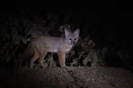 adult bengal_fox black_nose black_tail_tip color desert eyes_open facing_towards image mouth_closed night photo single standing summer_coat tan_fur vulpes wild // 4752x3168 // 9.3MB