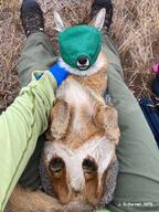 adult black_nose color day eyes_open F257 facing_towards full_body grass gray_fur image island_fox mouth_closed on_back outdoors photo single sunny urocyon wild // 720x960 // 110KB