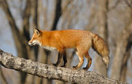 adult black_nose color day eyes_open facing_side forest full_body image mouth_open muzzle_mark orange_eyes photo red_fox red_fur single standing sunny vulpes walking white_fur wild winter_coat // 4248x2704 // 3.0MB