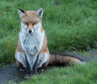 adult day eyes_closed fat image photo red_fox single vulpes wild // 2048x1766 // 616KB