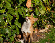 adult black_nose color day eating eyes_closed full_body funny grass image mouth_open muzzle_mark photo red_fox red_fur single sitting summer_coat sunny teeth vulpes white_fur white_tail_tip wild // 1024x809 // 671KB