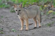 adult black_nose color day eyes_open facing_towards full_body grass gray_fur hoary_fox image lycalopex mouth_closed orange_eyes outdoors photo single standing tan_fur wild // 1024x680 // 386KB