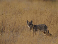 adult bengal_fox black_nose color day eyes_open facing_towards grass image mouth_closed outdoors photo single standing summer_coat tan_fur vulpes wild // 4608x3456 // 8.8MB