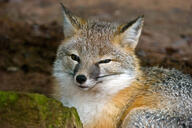 adult black_nose captivity color curled day eyes_open facing_towards gray_fur image mouth_closed orange_eyes partial_body photo portrait single staring swift_fox tan_fur vulpes white_fur winter_coat zoo // 4672x3104 // 12MB