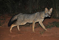 adult black_nose black_tail_tip color desert eyes_open facing_towards full_body gray_fur hoary_fox image lycalopex mouth_closed night orange_eyes outdoors photo single tan_fur walking wild // 1200x804 // 365KB