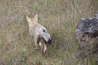 adult black_nose black_tail_tip cloudy day eyes_open full_body grass gray_fur lycalopex mouth_closed orange_eyes pampas_fox red_fur single standing summer_coat walking wild // 2048x1366 // 1.2MB