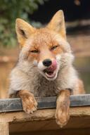 adult black_nose captivity cloudy color day eyes_open facing_towards image licking mlem mouth_open no_muzzle_mark on_stomach orange_eyes partial_body photo portrait red_fox red_fur single staring teeth tongue vulpes white_fur wild winter_coat zoo // 1365x2048 // 408KB