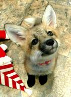 black_nose collar day eyes_open facing_towards facing_up full_body image indoors mouth_closed muzzle_mark orange_eyes pet red_fox red_fur single sitting summer_coat vulpes white_fur white_tail_tip young // 735x1004 // 109KB