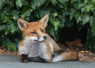 adult black_nose cloudy day eyes_open facing_towards image large_muzzle_mark mouth_closed on_stomach orange_eyes photo red_fox red_fur single summer_coat urban vulpes white_tail_tip wild // 2980x2129 // 2.0MB