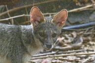 adult black_nose black_tail_tip color day eyes_open facing_towards full_body gray_fur image lycalopex mouth_closed orange_eyes outdoors photo sechuran_fox single standing sunny white_fur wild // 1919x1279 // 1.1MB