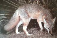 adult black_nose black_tail_tip color day eyes_open facing_towards full_body gray_fur image mouth_closed orange_eyes photo single standing summer_coat swift_fox tan_fur vulpes walking white_fur wild // 1289x851 // 882KB