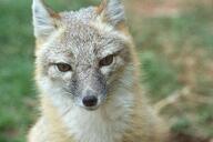 adult black_nose captivity color day eyes_open facing_towards gray_fur image mouth_closed orange_eyes partial_body photo portrait single sitting staring swift_fox tan_fur vulpes white_fur winter_coat zoo // 6000x4000 // 11MB