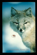 adult black_nose color day eyes_open facing_towards image mouth_closed orange_eyes outdoors partial_body photo portrait single snow standing swift_fox tan_fur vulpes white_fur wild // 4032x5905 // 1.8MB