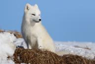 adult arctic_fox day eyes_open image photo single sitting snow vulpes // 4095x2753 // 937KB