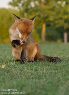 adult black_nose cloudy color day eyes_open facing_towards full_body grass grooming image mouth_open muzzle_mark outdoors photo red_fox red_fur single sitting summer_coat teeth urban vulpes wild // 750x1024 // 167KB