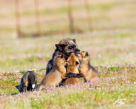 adult black_nose day eyes_open facing_away facing_towards full_body grass image mouth_closed multiple orange_eyes outdoors red_fox red_fur sitting summer_coat sunny vulpes white_fur white_tail_tip wild young // 2048x1638 // 1.4MB