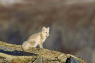 adult arctic_fox black_nose day eyes_open facing_towards full_body image mountains mouth_closed orange_eyes outdoors single sitting sunny vulpes white_fur white_tail_tip wild winter_coat // 2000x1333 // 612KB