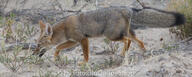 adult black_nose black_tail_tip day desert eyes_open facing_side full_body gray_fur lycalopex mouth_open orange_eyes pampas_fox panting red_fur single standing summer_coat sunny teeth tongue walking wild // 600x240 // 176KB