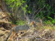 adult black_nose black_tail_tip color day eyes_open facing_towards forest full_body gray_fur image lycalopex mouth_closed orange_eyes outdoors photo sechuran_fox single standing sunny white_fur wild // 2048x1536 // 941KB