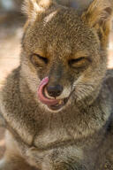 adult black_nose captivity color day eyes_closed facing_towards gray_fur hoary_fox image lycalopex mlem mouth_closed outdoors partial_body photo portrait single tan_fur tongue zoo // 1365x2048 // 1.0MB