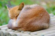 adult curled day eyes_closed image photo red_fox single vulpes // 4096x2732 // 1.6MB