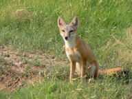 adult black_nose black_tail_tip color day eyes_open facing_towards full_body grass gray_fur image mouth_closed orange_eyes photo single sitting staring summer_coat sunny swift_fox tan_fur vulpes white_fur wild // 2304x1728 // 4.8MB