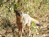 adult black_nose black_tail_tip color day eyes_open facing_towards full_body grass gray_fur hoary_fox image lycalopex mouth_closed orange_eyes outdoors photo single standing tan_fur teeth wild // 2048x1536 // 1.2MB