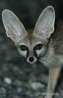 adult black_nose blanford's_fox color desert eyes_open facing_towards image mouth_closed night orange_eyes outdoors partial_body photo single sunny tan_fur vulpes wild // 640x992 // 161KB