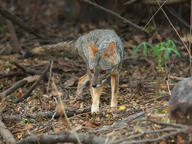 adult black_nose black_tail_tip color day eyes_open facing_towards forest full_body gray_fur image lycalopex mouth_closed orange_eyes outdoors photo sechuran_fox single standing sunny white_fur wild // 1024x768 // 324KB