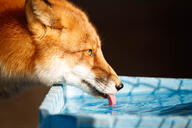 adult black_nose captivity color day drinking eyes_open facing_side image muzzle_mark orange_eyes partial_body photo red_fox red_fur single tongue vulpes zoo // 1280x853 // 147KB