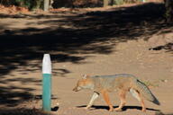 adult black_nose black_tail_tip color day eyes_open facing_side forest full_body gray_fur image lycalopex mouth_closed orange_eyes pampas_fox photo red_fur single standing summer_coat sunny teeth walking wild // 2048x1365 // 347KB