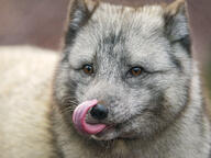 adult arctic_fox black_nose day eyes_open facing_towards gray_fur image mouth_closed orange_eyes partial_body portrait single summer_coat tongue vulpes white_fur wild zoo // 6337x4753 // 22MB