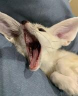 black_eyes black_nose day eyes_open fennec_fox image indoors mouth_open on_side partial_body pet screaming single tan_fur teeth tongue vulpes young // 640x789 // 89KB