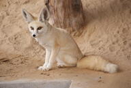 adult black_nose captivity color day desert eyes_open facing_towards full_body image mouth_closed orange_eyes photo ruppell's_fox single sitting staring tan_fur vulpes zoo // 3872x2592 // 3.0MB