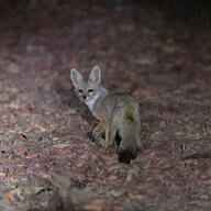 adult bengal_fox black_nose black_tail_tip color day desert eyes_open facing_towards image mouth_closed outdoors photo single standing summer_coat tan_fur vulpes wild // 1600x1600 // 815KB