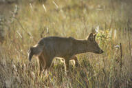 adult black_nose black_tail_tip color day eyes_open facing_side full_body grass gray_fur hoary_fox image lycalopex mouth_closed orange_eyes outdoors photo single standing tan_fur wild // 2048x1364 // 633KB