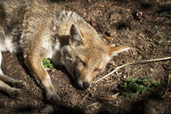 adult black_nose black_tail_tip color day eyes_closed facing_towards forest grass gray_fur image lycalopex mouth_closed on_side pampas_fox partial_body pawpads photo red_fur single sleeping summer_coat sunny wild // 3072x2048 // 2.5MB