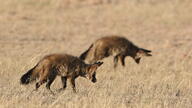 adult bat-eared_fox black_fur black_nose black_tail_tip day desert eyes_open facing_down facing_side full_body grass gray_fur head_low image mouth_closed multiple otocyon sniffing standing staring summer_coat sunny walking wild // 5052x2842 // 1.5MB