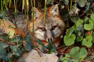 adult black_nose cloudy curled day eyes_open facing_towards forest gray_fox gray_fur image mouth_closed orange_eyes partial_body portrait red_fur single staring urocyon white_fur wild winter_coat // 2000x1333 // 1.9MB