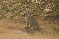 adult bengal_fox black_nose black_tail_tip color day desert eyes_open facing_side image mouth_closed outdoors photo single sitting summer_coat tan_fur vulpes wild // 4148x2765 // 2.7MB