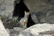 adult black_nose color day eyes_open facing_towards full_body gray_fur image lycalopex mouth_closed orange_eyes outdoors photo sechuran_fox single standing sunny white_fur wild // 2048x1366 // 1.1MB