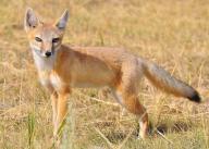 adult day eyes_open grass image photo single swift_fox vulpes // 1890x1355 // 539KB