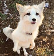 adult black_nose blep day eyes_open facing_towards full_body grass image mouth_open no_muzzle_mark orange_eyes outdoors pet red_fox single standing_biped summer_coat sunny tongue vulpes white_fur white_tail_tip // 1080x1128 // 310KB