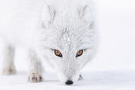 adult arctic_fox black_nose close_up day eyes_open facing_towards image mouth_closed orange_eyes outdoors single sniffing snow standing sunny vulpes white_fur white_tail_tip wild // 2048x1365 // 975KB