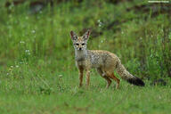 adult bengal_fox black_nose black_tail_tip color day eyes_open facing_towards grass image mouth_closed outdoors photo single standing summer_coat tan_fur vulpes wild // 4191x2794 // 12MB