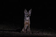 adult bengal_fox black_nose color desert eyes_open facing_towards image mouth_closed night photo single sitting summer_coat tan_fur vulpes wild // 4752x3168 // 9.4MB