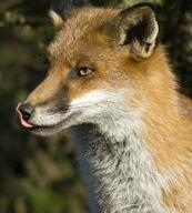 adult black_nose brown_nose day eyes_open facing_side forest image large_muzzle_mark licking mouth_closed orange_eyes partial_body portrait red_fox red_fur single summer_coat sunny tongue vulpes white_fur wild // 920x1024 // 235KB