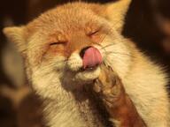 adult black_nose eyes_closed facing_towards image licking mlem mouth_closed no_muzzle_mark orange_eyes outdoors partial_body pawpads portrait red_fox red_fur scratching single sitting sunny tongue twilight vulpes white_fur winter_coat // 1280x959 // 105KB